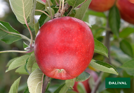 Variete pomme pommier Dalival APORO MARIRI RED COV