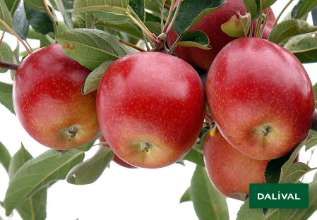 Apple - Apple tree - Dalival - APORO MARIRI RED COV