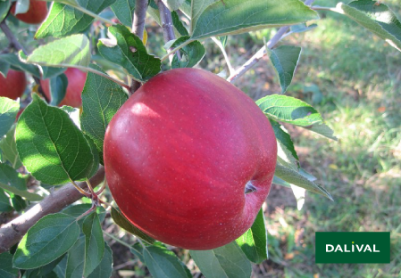 Apple - Apple tree - Dalival - ROYAL BRAEBURN