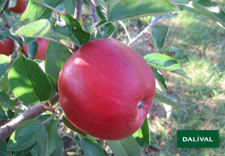 Variete pomme pommier Dalival ROYAL BRAEBURN