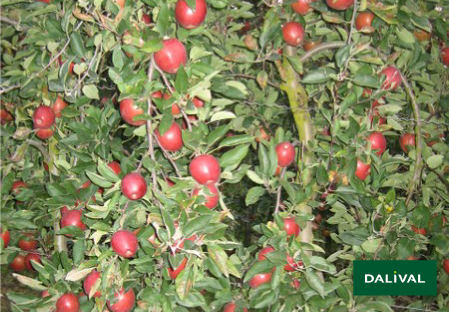 Apple - Apple tree - Dalival - ROYAL BRAEBURN