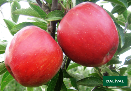 Variete pomme pommier Dalival ROYAL BRAEBURN