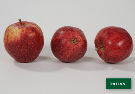 Apple - Apple tree - Dalival - CAMEO CAUFLIGHT