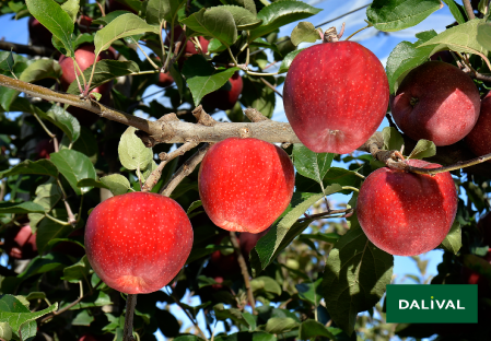 Variete pomme pommier Dalival CAMEO CAUFLIGHT