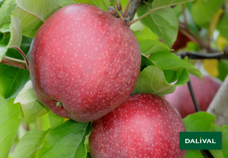 Apple - Apple tree - Dalival - CAURED CAUVAL