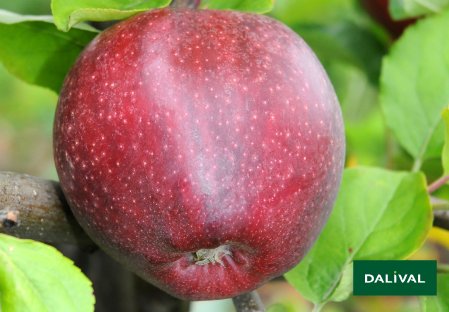 Apple - Apple tree - Dalival - CAURED CAUVAL