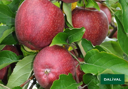 Apple - Apple tree - Dalival - CAURED CAUVAL