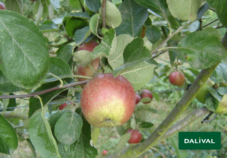 Apple - Apple tree - Dalival - CHAILLEUX DRAP D OR