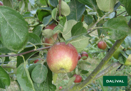 Variete pomme pommier Dalival CHAILLEUX DRAP D OR