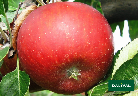 Apple - Apple tree - Dalival - FLANDRES COX