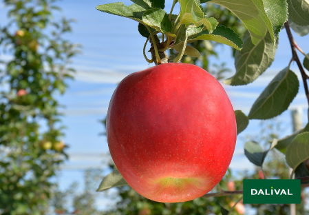 Apple - Apple tree - Dalival - CRIMSON CRISP COOP 39