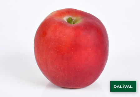 Apple - Apple tree - Dalival - CRIMSON CRISP COOP 39