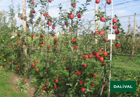 Variete pomme pommier Dalival CRIMSON CRISP COOP 39