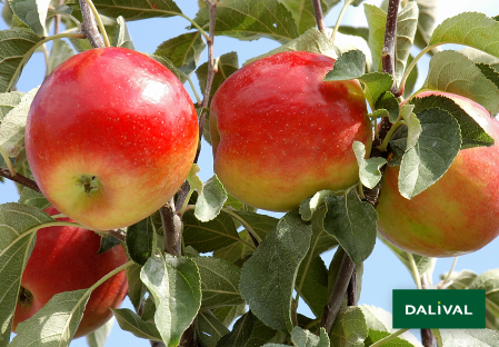 Variete pomme pommier Dalival CRIMSON CRISP COOP 39