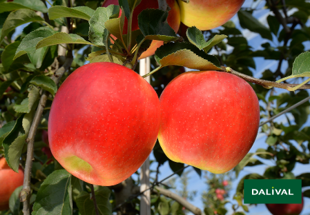 Apple - Apple tree - Dalival - CRIMSON CRISP COOP 39