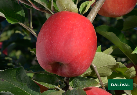 Variete pomme pommier Dalival PINK LADY ROSYGLOW