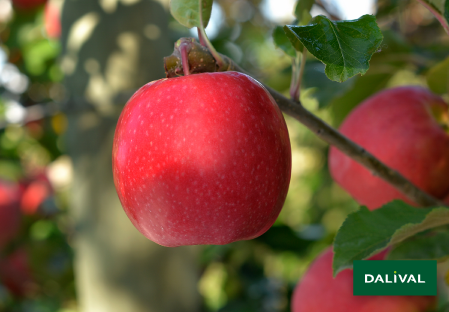 Variete pomme pommier Dalival PINK LADY SEKZIE