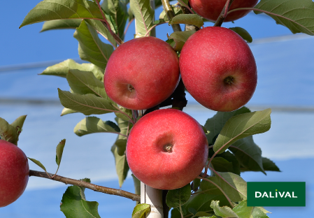 Variete pomme pommier Dalival PINK LADY SEKZIE