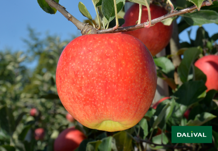 Apple - Apple tree - Dalival - DALICLASS COV