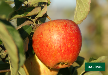 Apple - Apple tree - Dalival - CHANTELOUP DALIGRIS COV