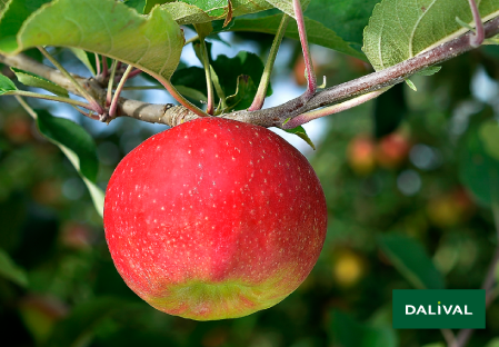 Odmiana - jablko - Dalival - DALILIGHT