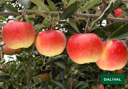 Apple - Apple tree - Dalival - DALINCO
