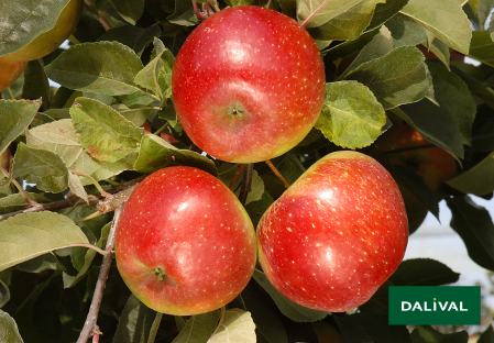 Variedad - Manzana - Manzano - Dalival - CHOUPETTE DALINETTE