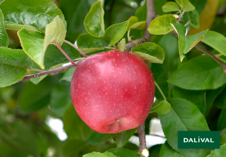 Odmiana - jablko - Dalival - CHOUPETTE DALINETTE