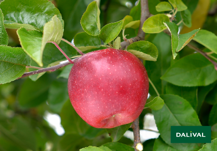 Variedad - Manzana - Manzano - Dalival - CHOUPETTE DALINETTE