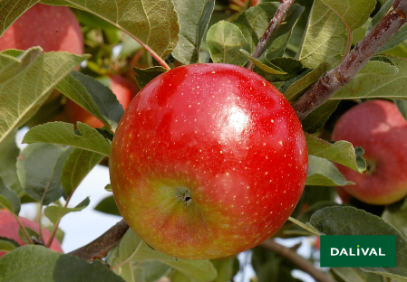 Variedad - Manzana - Manzano - Dalival - CHOUPETTE DALINETTE