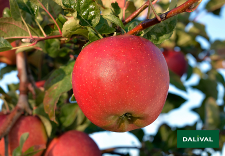 Variete pomme pommier Dalival DALINSWEET