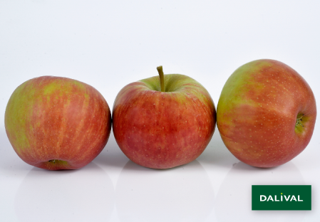 Apple - Apple tree - Dalival - Elstar Dalistar