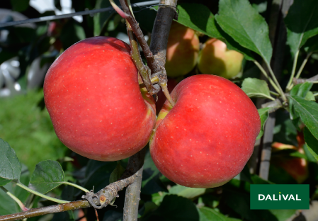 Variete pomme pommier Dalival Elstar Dalistar