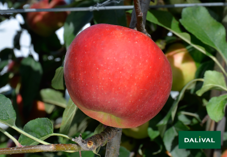 Variete pomme pommier Dalival Elstar Dalistar