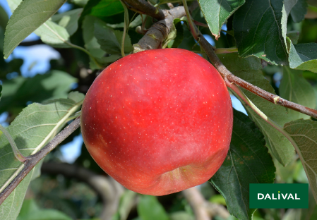 Variete pomme pommier Dalival Elstar valstar