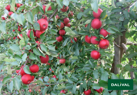 Variete pomme pommier Dalival Elstar valstar