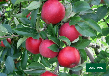 Variete pomme pommier Dalival Elstar valstar