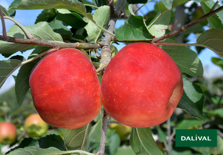 Variete pomme pommier Dalival Elstar valstar