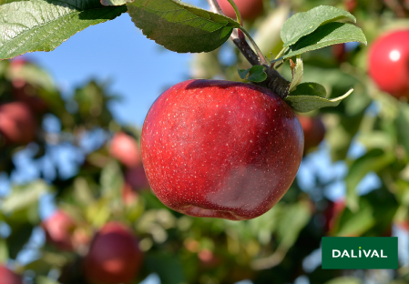 Variete pomme pommier Dalival ENVY SCILATE