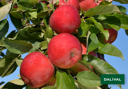 From Orchard to Plate: A Tasting Experience with Envy Apples