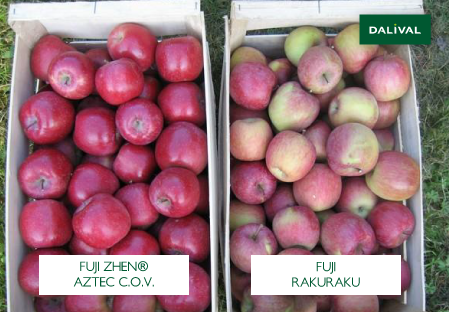 Apple - Apple tree - Dalival - FUJI ZHEN AZTEC