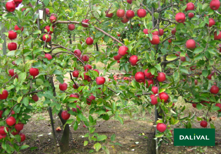 Variete pomme pommier Dalival FUJI ZHEN AZTEC