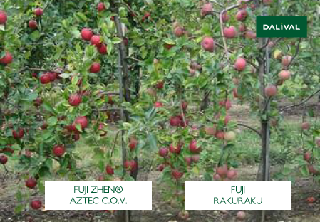 Apple - Apple tree - Dalival - FUJI ZHEN AZTEC