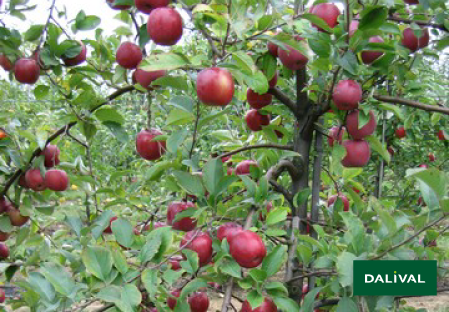 Apple - Apple tree - Dalival - FUJI ZHEN AZTEC