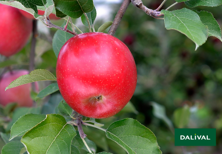 Variete pomme pommier Dalival FUJI ZHEN AZTEC