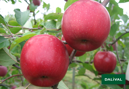 Apple - Apple tree - Dalival - FUJI ZHEN AZTEC