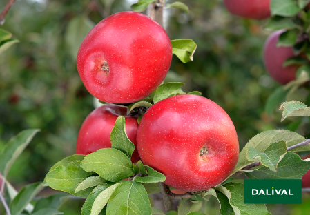 Apple - Apple tree - Dalival - FUJI ZHEN AZTEC