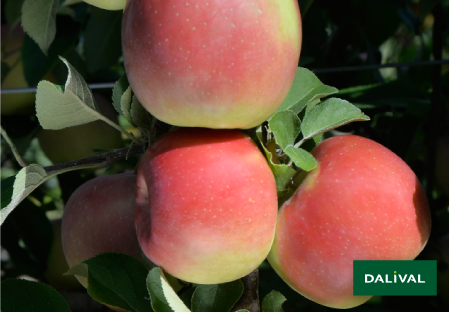 Variedad - Manzana - Manzano - Dalival - FUJI SEPTEMBER WONDER FIERO