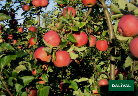 Apple - Apple tree - Dalival - FUJI SEPTEMBER WONDER FIERO