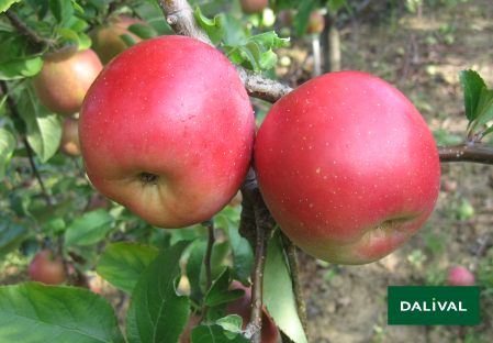 Pomme Fuji Baby origine France 